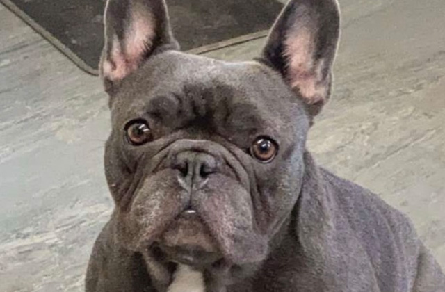 Marley the morale booster